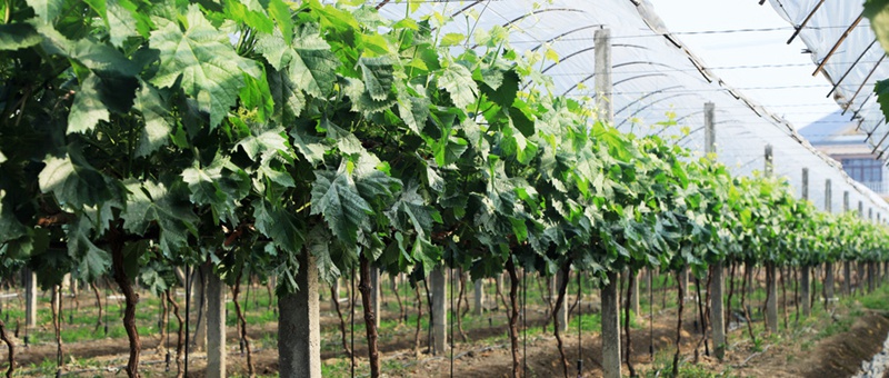 星光牌&ldquo;三天膜&rdquo;助力&ldquo;天工墨玉&rdquo;葡萄精品促早增效