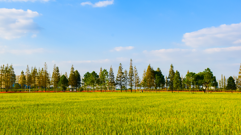 浙農(nóng)嘉善萬畝水稻種植示范區(qū)獲省農(nóng)業(yè)農(nóng)村廳&ldquo;未來農(nóng)場&rdquo;認(rèn)定